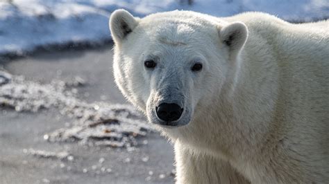 Philippe Jeanty Canada Polar Bear Portraits