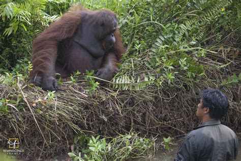 Heartwarming Moment An Orangutan Extends Helping Hand To Guard Clearing