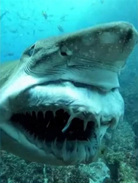 A Gray Nurse Shark Smiles At A Diver Off The Nsw Coast In A Terrifying