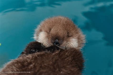 Sealife Center Welcomes Rescued Otter Pup Homer News
