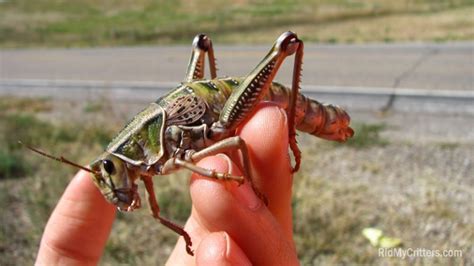 13 Interesting Grasshopper Facts You Probably Didn T Know