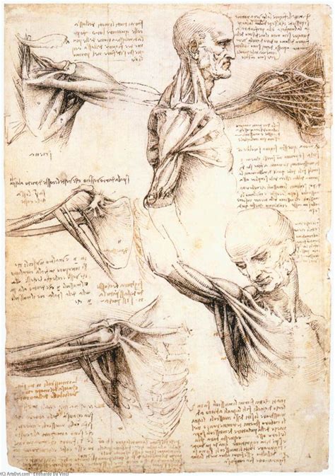Leonardo Da Vinci Anatomical Studies Of The Shoulder Anatomy Study