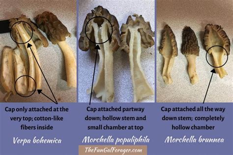 How To Find Morel Mushrooms In Idaho And Beyond A Comprehensive