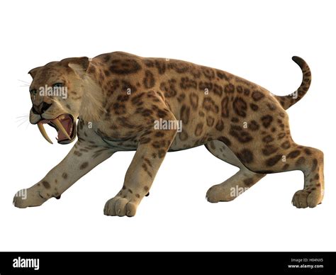 Saber Tooth Tiger Was An Extinct Large Carnivore That Lived Worldwide