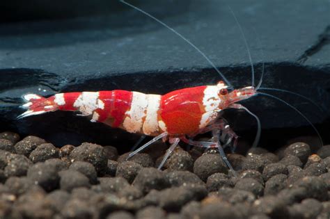 We did not find results for: Das perfekte Aquarium für Garnelen einrichten - Anleitung