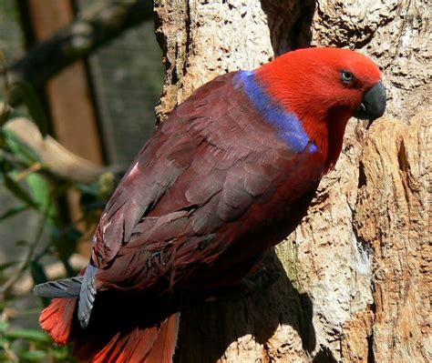 An Angry Female Eclectus Parrot Parrot Melbourne Zoo Birds