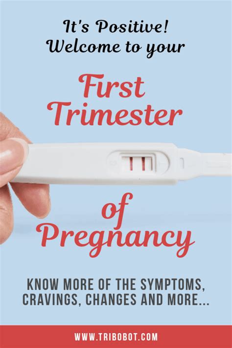 What You Need To Know About Your First Trimester Of Pregnancy