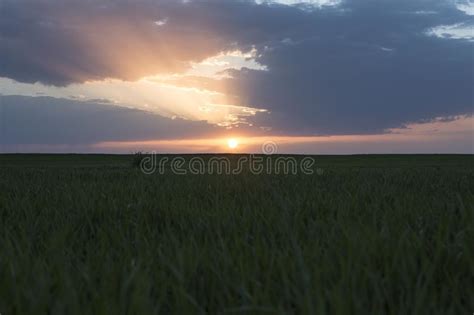 Landscape Of Green Wheat Field Under Scenic Sunset Or Sunrise Stock