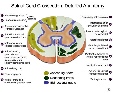 R Diology De Arun Spinal Cord Cross Sectional Anatomy