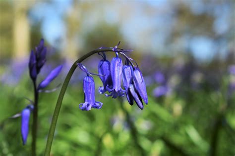 In Pictures Bluebell Season At Wakehurst Kew