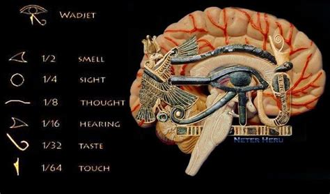 Ancient Egyptian Fractions Of The Pineal Gland Or Eye Of Ra Third Eye