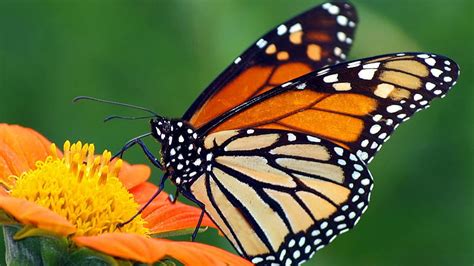 Monarch Butterfly Hd Wallpaper Pxfuel