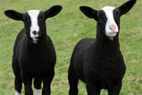 Zwartbles Sheep