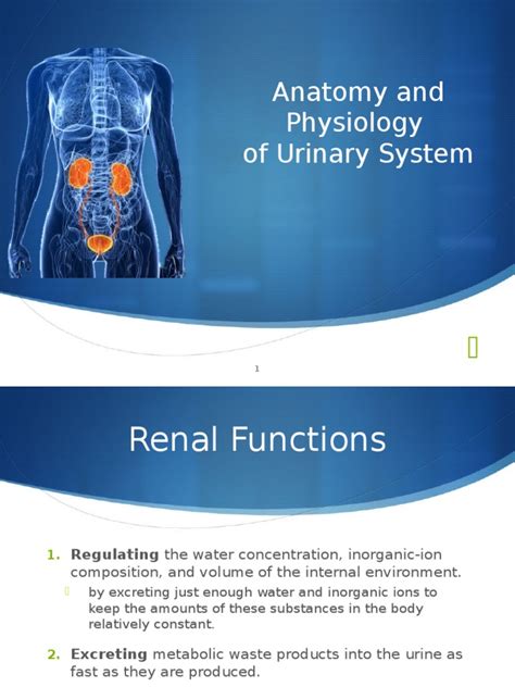 Anatomy And Physiology Of Urinary System Pdf Kidney Human Anatomy