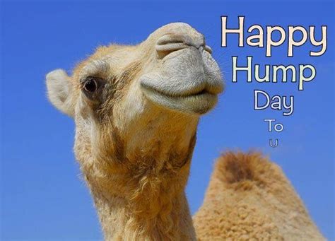 Happy Hump Day To You Pictures Photos And Images For Facebook Tumblr Pinterest And Twitter