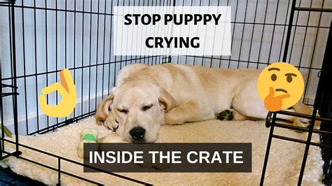 How To Stop Puppy Crying Inside The Crate At Night Youtube