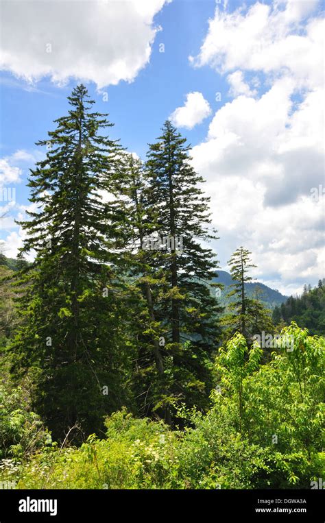 Pine Trees In Smoky Mountains Tn Usa Stock Photo Alamy