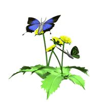 Klik link buat yang asli. 8 Gambar Animasi Kupu-kupu Bergerak - Gambar Animasi GIF ...
