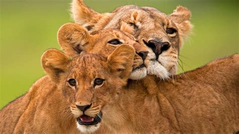 Watch The Last Lions Videos Online National Geographic