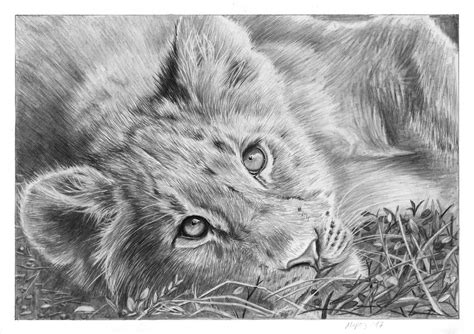 Lion Cub By Dimasbka On Deviantart