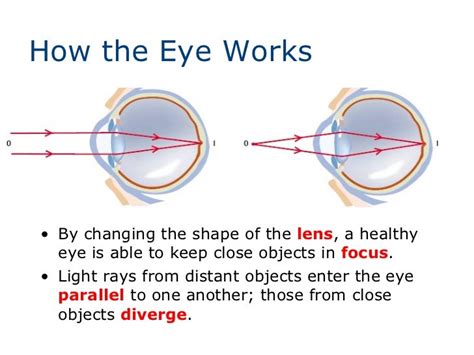 Lens Of Human Eye Anatomy Of Human Eye How The Human Eye Works Feel