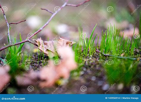 First Green Grass Growing From Naked Spring Soil Stock Photo Image Of Summer Person