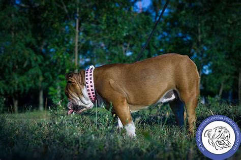 High quality bulldog harnessequipment for your dogbest pricesfast deliveryguaranteebulldog breed dog harnessbulldog harnessxxl dog harness bulldogleather dog harnessnylon dog harness. Fashion Pink Leather English Bulldog Collar with Studs ...