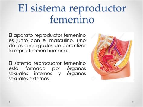 Sistema Reproductor Femenino Y Masculino