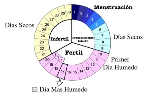 La concentración de ambas hormonas fluctúa cada mes. Cuales son mis dias fertiles - Cuales son
