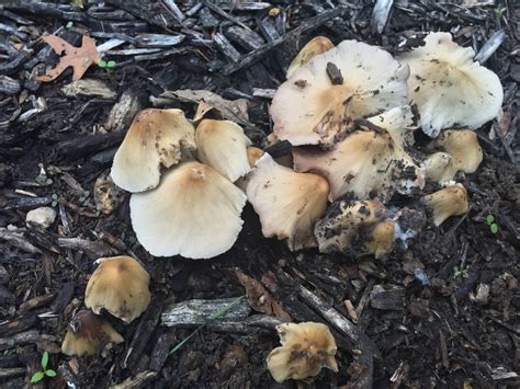 Please Help Identify Wild Texas Backyard Mushrooms Mushroom