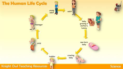 The Human Life Cycle