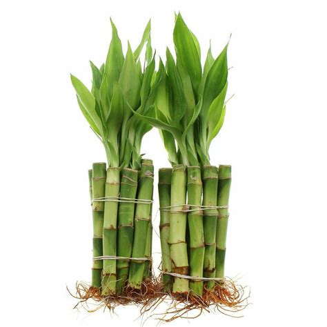 Lucky Bamboo 20 Stalks Of 4 Inches Straight Live Plant Best T Indoor