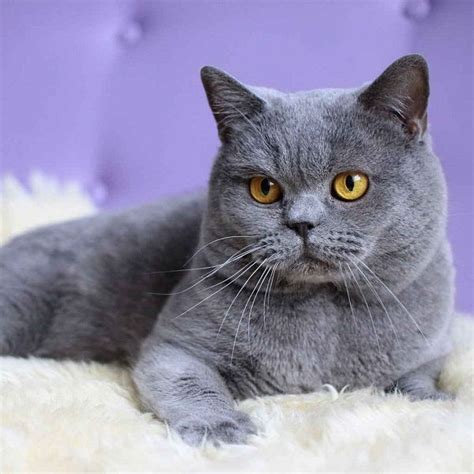 Short Hair Cat Breeds With Pictures Pets Lovers