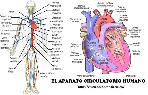 El Aparato Circulatorio Humano