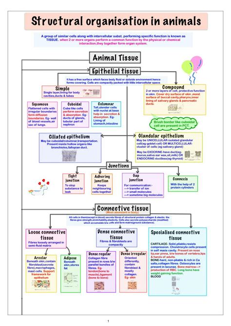 Solution Structural Organisation In Animals Mind Map Studypool