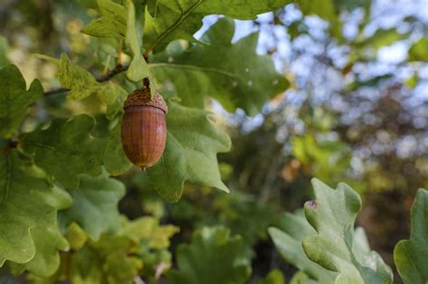 He pulled a peach from the tree. 30 Mighty Oak Tree Facts You Never Knew | Facts.net