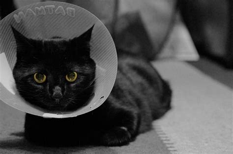 Male Cat Neutering Aftercare 8 Tips For A Speedy Recovery
