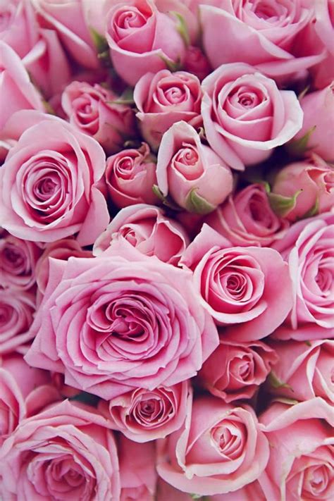 Anche oggi le rose bourbon possono suddividersi in grandissimi fiori di color rosso. Articoli simili a Fotografare rose rosa, Rose Bouquet ...