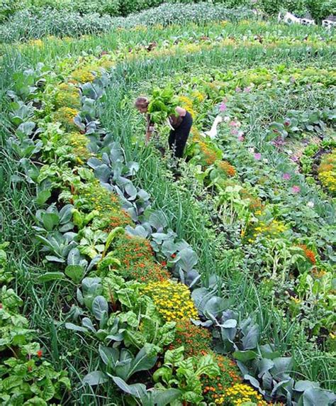 5 Creative Vegetable Garden Ideas Epic Gardening