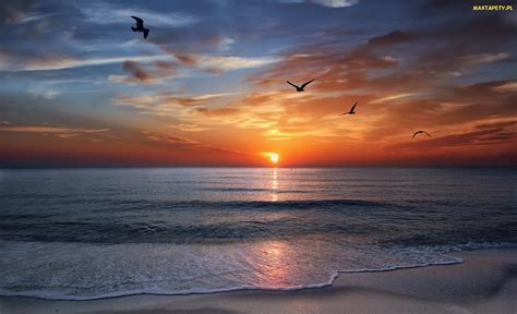 Tapety Zdjęcia Morze Zachód Słońca Ptaki