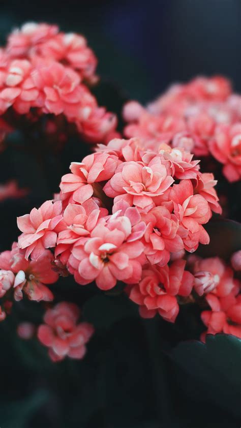 Download Wallpaper 1080x1920 Flowers Pink Bloom Bush