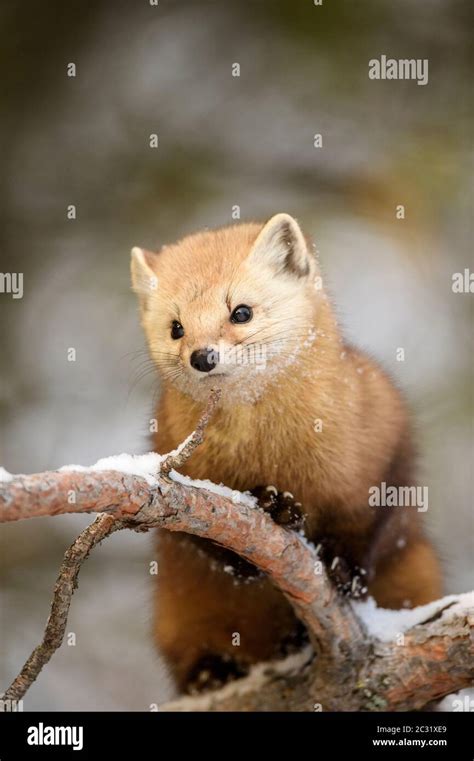 American Pine Marten Martes Americana In Winter Algonquin Provincial