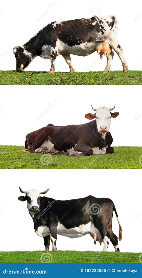 Collage Of Cows On Green Grass Against Background Animal Husbandry