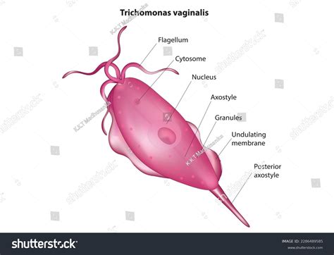 221 imágenes de Trichomonas vaginalis Imágenes fotos y vectores de
