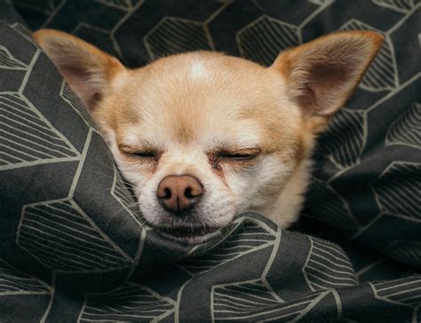Sleeping Dog · Free Stock Photo