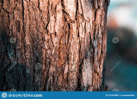 Close Up An Old Tree Bark On A Background Of Autumn Forest Stock Image