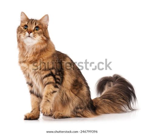 Siberian Beautiful Adult Cat Over White Stok Fotoğrafı 246799396