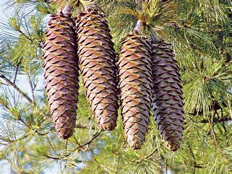 The 7 Best Pinecones Really Britannica
