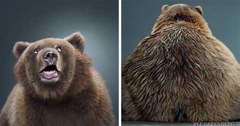 Jill Greenberg Photographed Bears In A Setting Youve Probably Never
