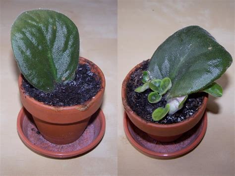 African violets have one job: Saintpaulia ionantha - African Violet